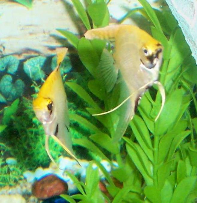 freshwater fish - pterophyllum sp. - marble veil angel stocking in 80 gallons tank - My young angel pair. A veil tail marble and a regular marble (the male)