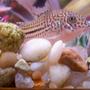 freshwater fish - corydoras sp. - false julii cory cat stocking in 80 gallons tank - My 3 striped Corydora Catfish.