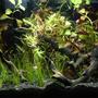 3 gallons planted tank (mostly live plants and fish) - My first planted tank, 2 days after planting.