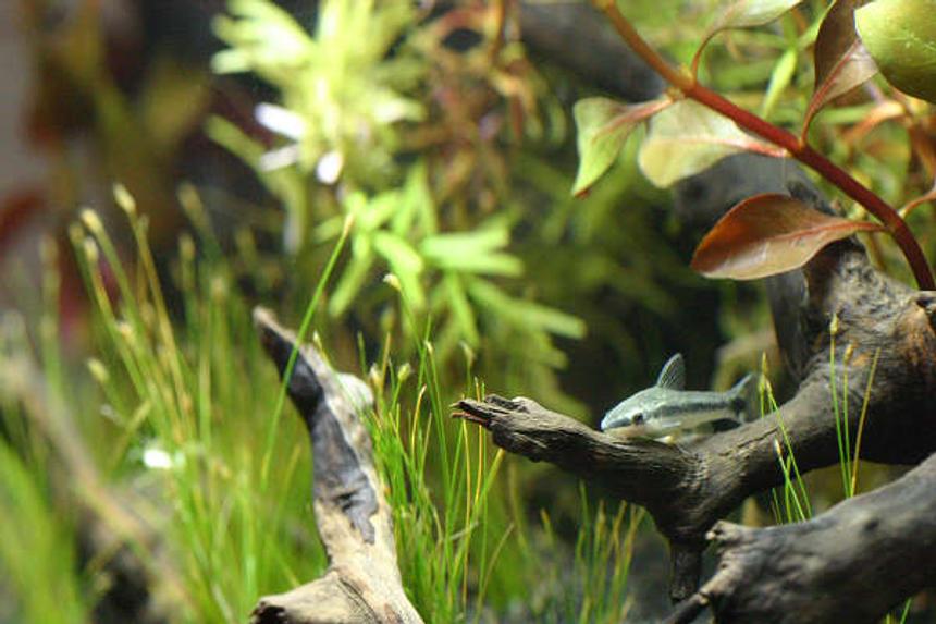 Rated #76: Freshwater Fish - Otocinclus Sp. - Otocinclus Catfish Stocking In 3 Gallons Tank - Otocinclus