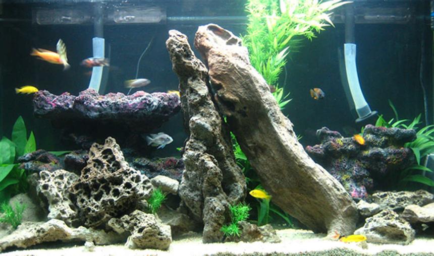 Rated #43: 70 Gallons Freshwater Fish Tank - African Rift