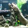 70 gallons freshwater fish tank (mostly fish and non-living decorations) - African Rift