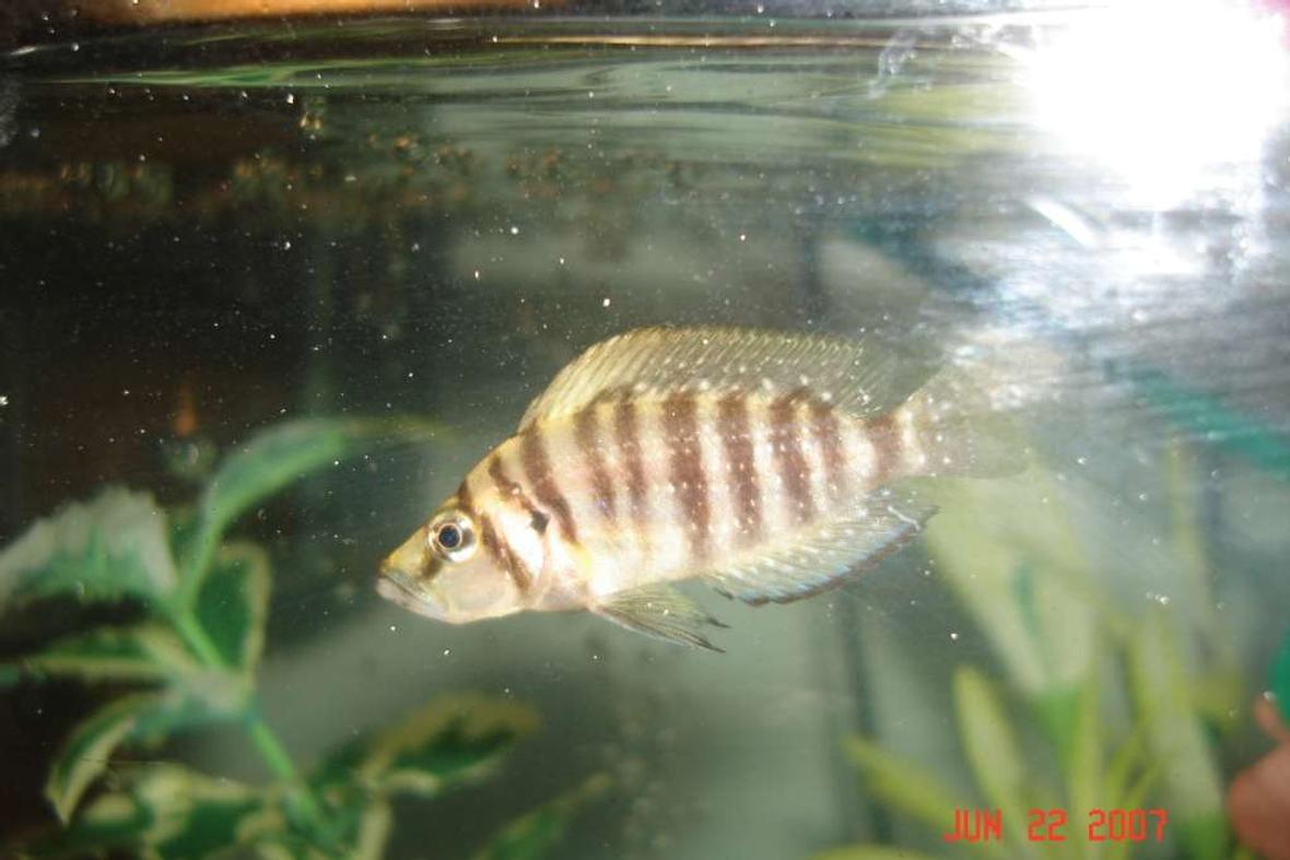 freshwater fish - altolamprologus compressicep - gold head compressicep cichlid stocking in 90 gallons tank - .