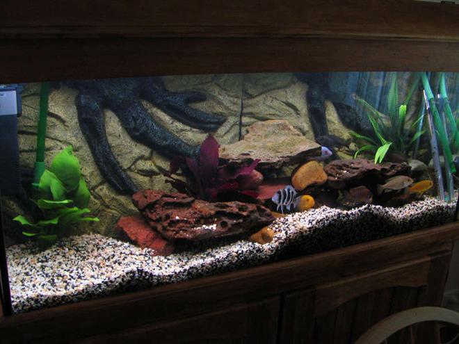 55 gallons freshwater fish tank (mostly fish and non-living decorations) - My cichlid tank with some new plants.
