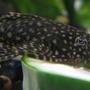 freshwater fish - scobinancistrus pariolispos - pario-ancistrus pleco (l-048) stocking in 44 gallons tank - Ancistrus munching on cucumber.