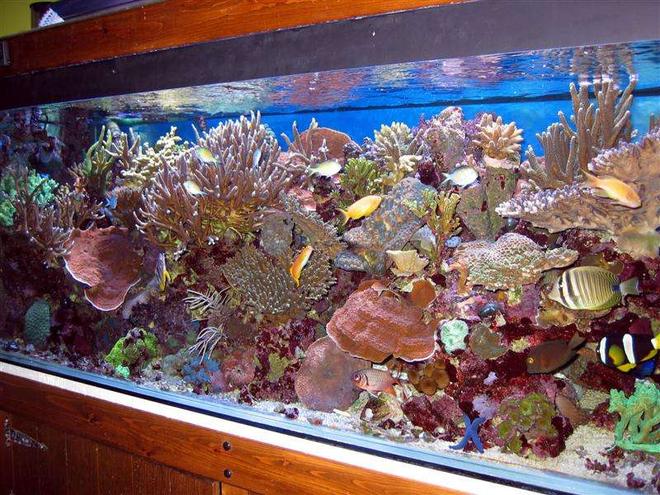 reef tank (mostly live coral and fish) - this is mi  reef tank  very pretty a