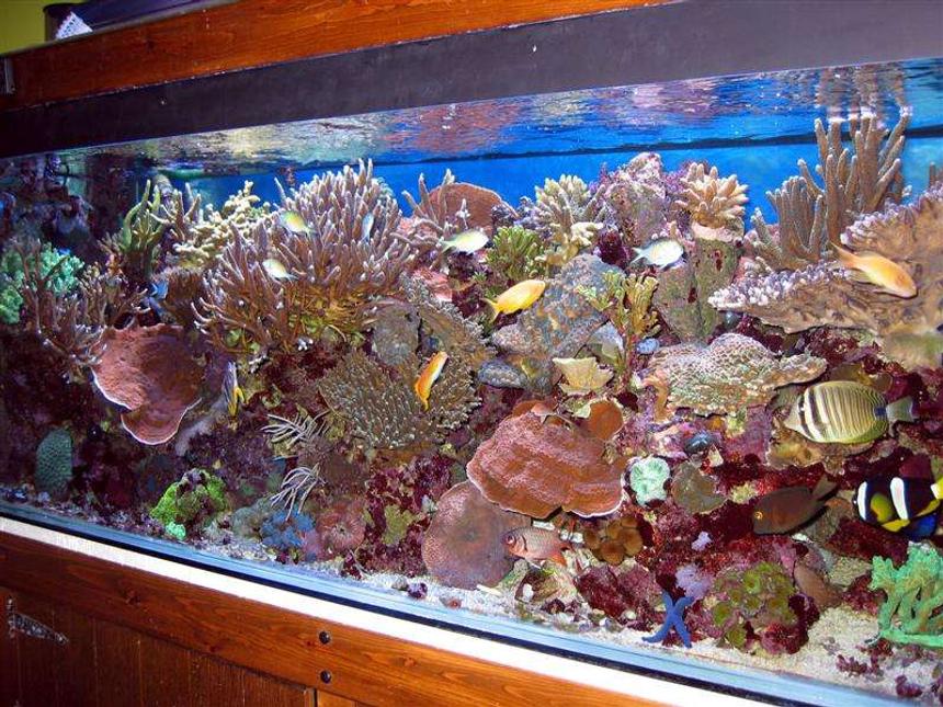 Rated #24: Reef Tank - this is mi  reef tank  very pretty a