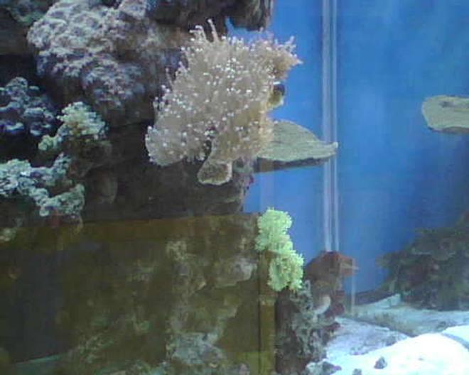 corals inverts - euphyllia glabrescens - torch coral stocking in 90 gallons tank - torch coral and elegant coral
