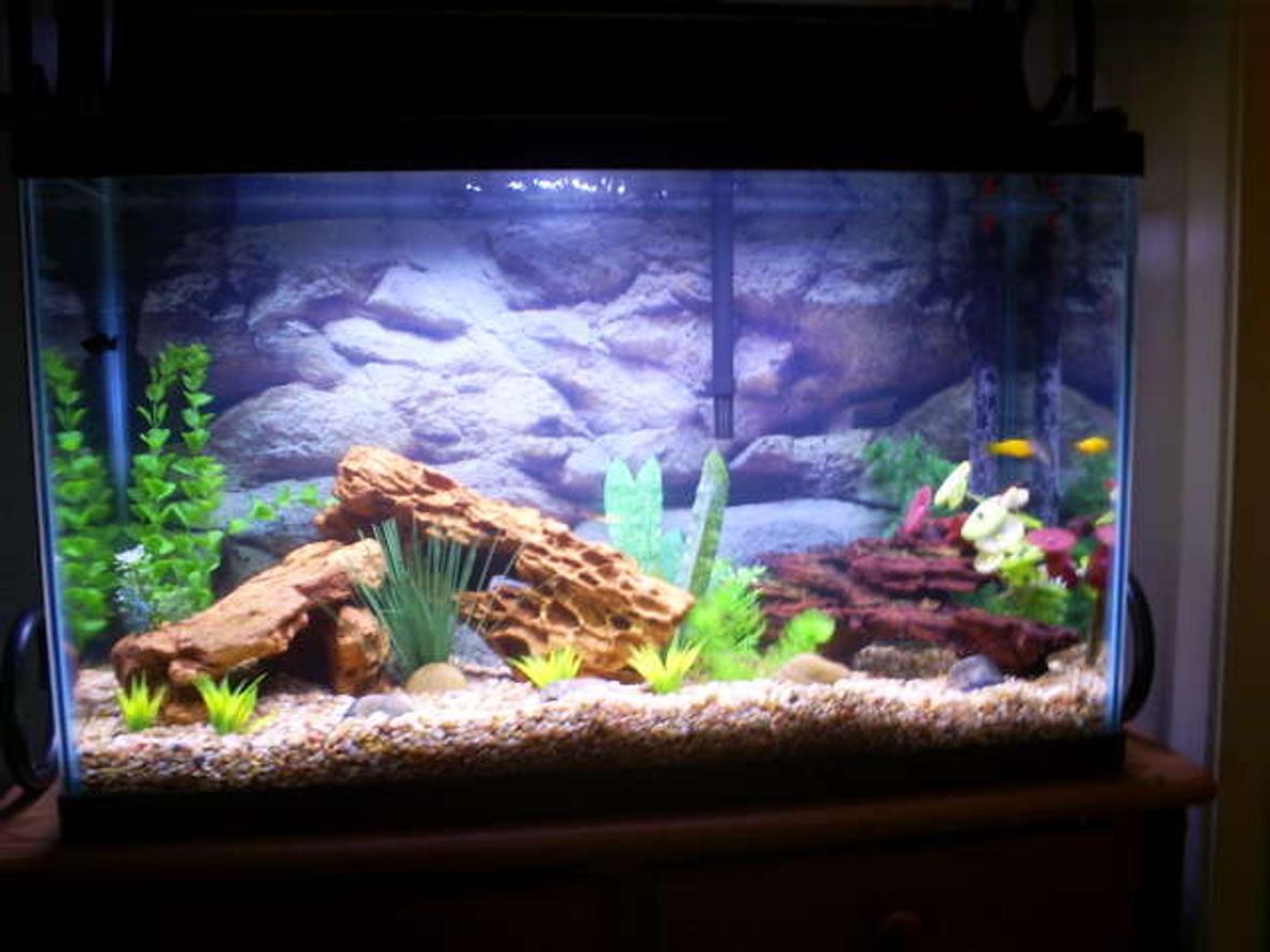 30 gallons freshwater fish tank (mostly fish and non-living decorations) - Basic setup. Actually first tank for me. I have driftwood and fake plants