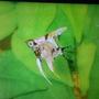 freshwater fish - pterophyllum sp. - koi angel stocking in 3 gallons tank - My Gorgeous New Young Angel - Anyone know the sex of it?