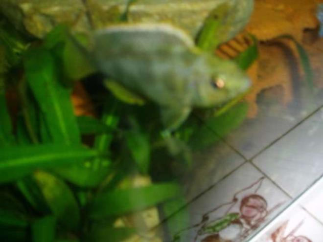 freshwater fish - nimbochromis venustus - venustus cichlid stocking in 70 gallons tank - HAPLOCHROMIS VENUSTUS