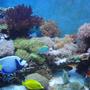 52 gallons reef tank (mostly live coral and fish) - mostly soft corals, enjoy of this picture.