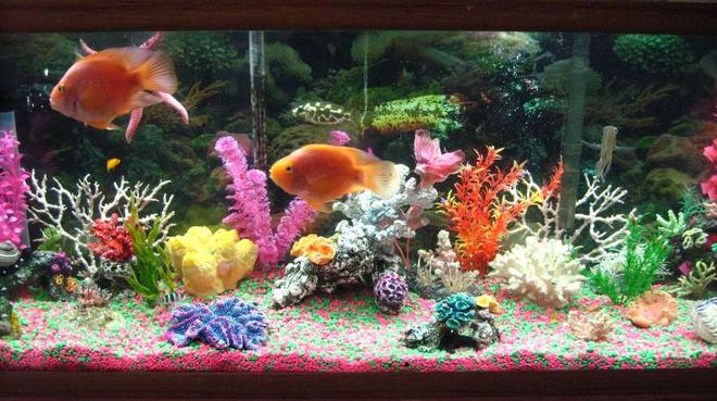 55 gallons freshwater fish tank (mostly fish and non-living decorations) - my 55 gallon cichlid tank