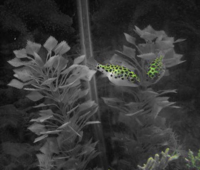 freshwater fish - tetraodon nigroviridis - green spotted puffer stocking in 55 gallons tank - My precious little green spotted puffer  Ziggy