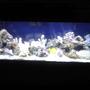 55 gallons saltwater fish tank (mostly fish, little/no live coral) - its worth it