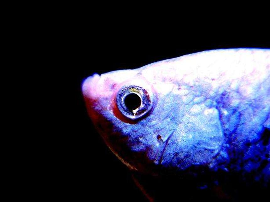 Rated #2254: Freshwater Fish - Colisa Lalia - Neon Blue Dwarf Gourami Stocking In 180 Gallons Tank - Blue gourami