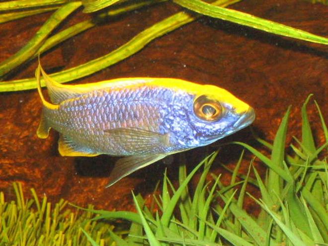 freshwater fish - otopharynx lithobates - sulphur crested lithobate stocking in 52 gallons tank - african cichlid  lithobate