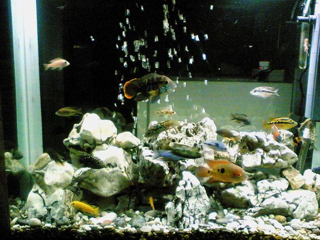 64 gallons freshwater fish tank (mostly fish and non-living decorations) - My Fishes are Green Terror ,  Jack Dempsey, Red Devil , Salvin , Texasi , Chocolate ,  Malawi Cichlids