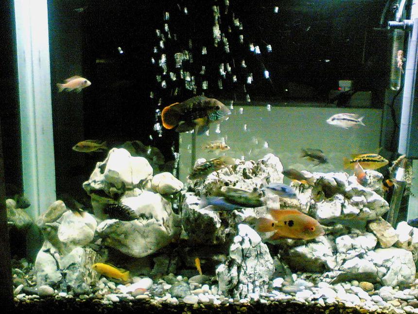 Rated #174: 64 Gallons Freshwater Fish Tank - My Fishes are Green Terror ,  Jack Dempsey, Red Devil , Salvin , Texasi , Chocolate ,  Malawi Cichlids