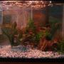 20 gallons freshwater fish tank (mostly fish and non-living decorations) - 0.o
