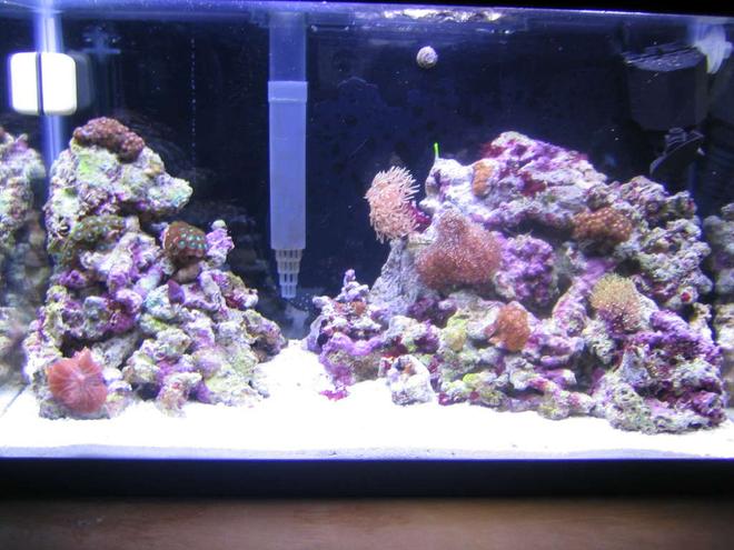 10 gallons reef tank (mostly live coral and fish) - 2 Month old 10G