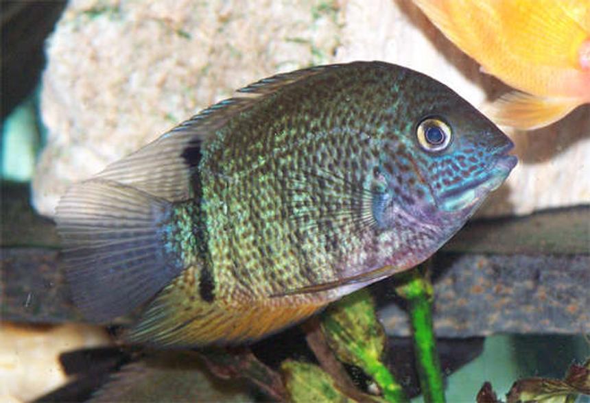 Rated #522: Freshwater Fish - Heros Serverus - Green Severum Stocking In 110 Gallons Tank - This is Paulie my male turquoise severum; almost 4 inches. He has awesome color, I can't wait to see how he'll look at 6 or 7 inches.