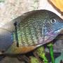 freshwater fish - heros serverus - green severum stocking in 110 gallons tank - This is Paulie my male turquoise severum; almost 4 inches. He has awesome color, I can't wait to see how he'll look at 6 or 7 inches.