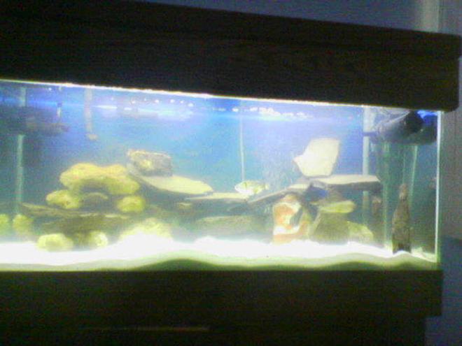 75 gallons saltwater fish tank (mostly fish, little/no live coral) - 75g