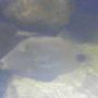 saltwater fish - balistapus undulatus - undulate triggerfish stocking in 75 gallons tank - undulated trigger