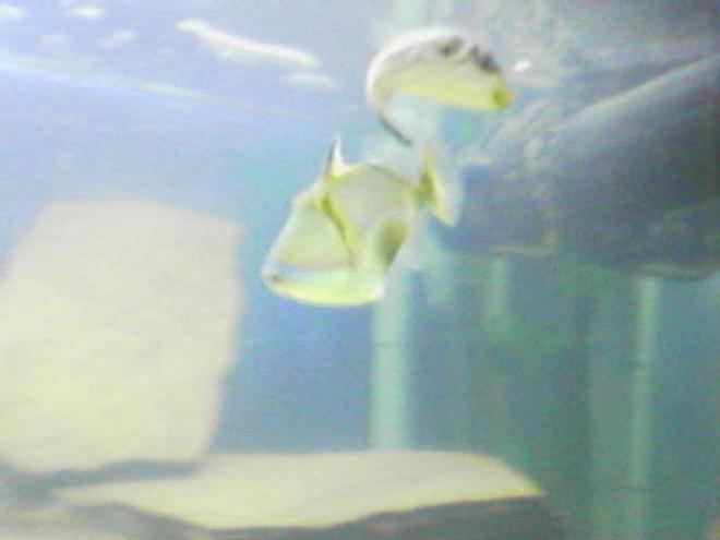 saltwater fish - rhinecanthus verrucosus - bursa triggerfish stocking in 75 gallons tank - Bursa Trigger/Striped puffer