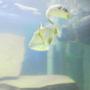 saltwater fish - rhinecanthus verrucosus - bursa triggerfish stocking in 75 gallons tank - Bursa Trigger/Striped puffer