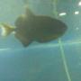 saltwater fish - odonus niger - niger triggerfish stocking in 75 gallons tank - Niger Trigger