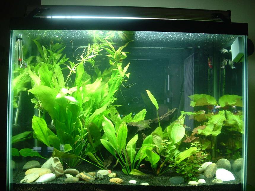 Rated #102: 56 Gallons Planted Tank - 55 Gal Planted Betta Tank
