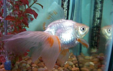 freshwater fish - carassius auratus - ryukin goldfish stocking in 80 gallons tank - My white sarassa mix goldfish