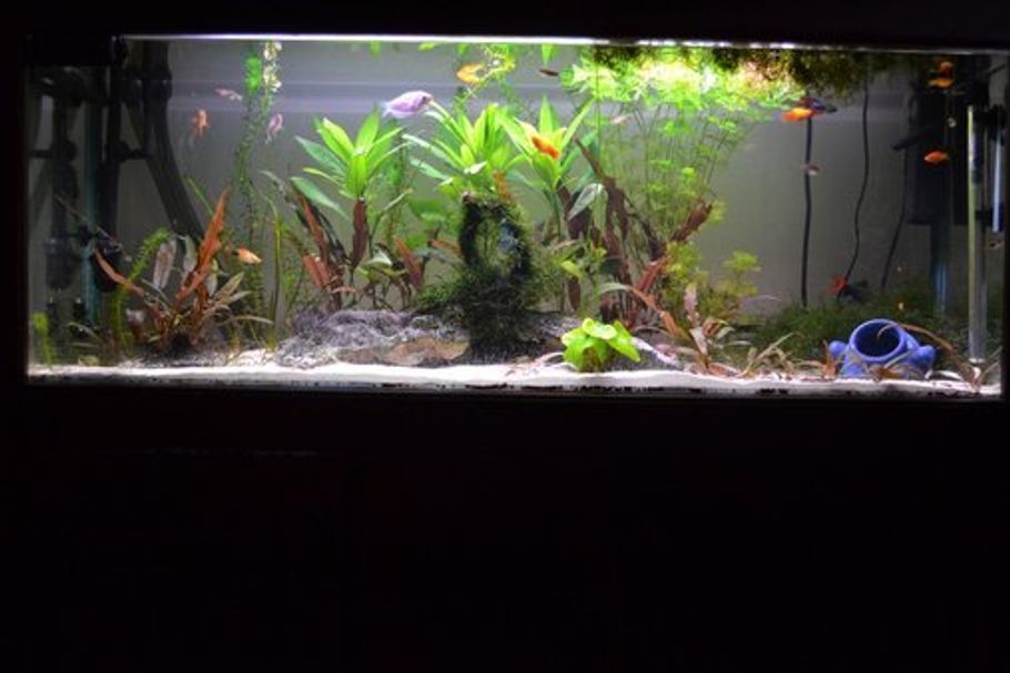 Preparing an for Your - RateMyFishTank.com