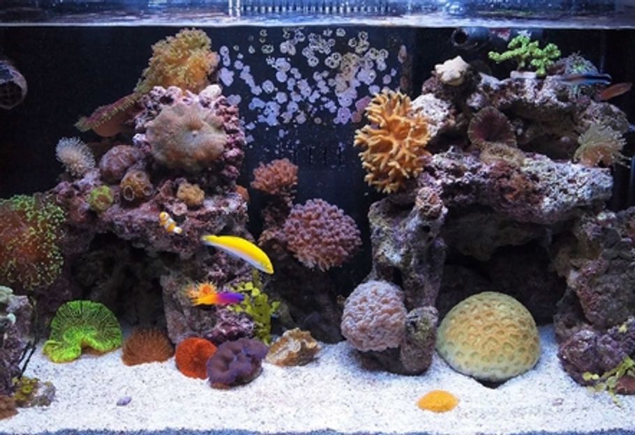 saltwater fish tank full setup