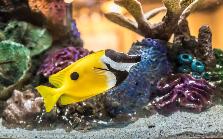 why-do-fish-disappear-from-the-saltwater-tank