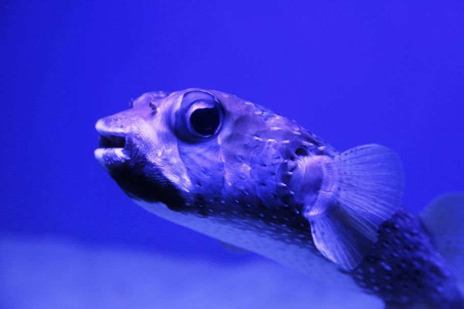 Brackish Water Puffer Fish