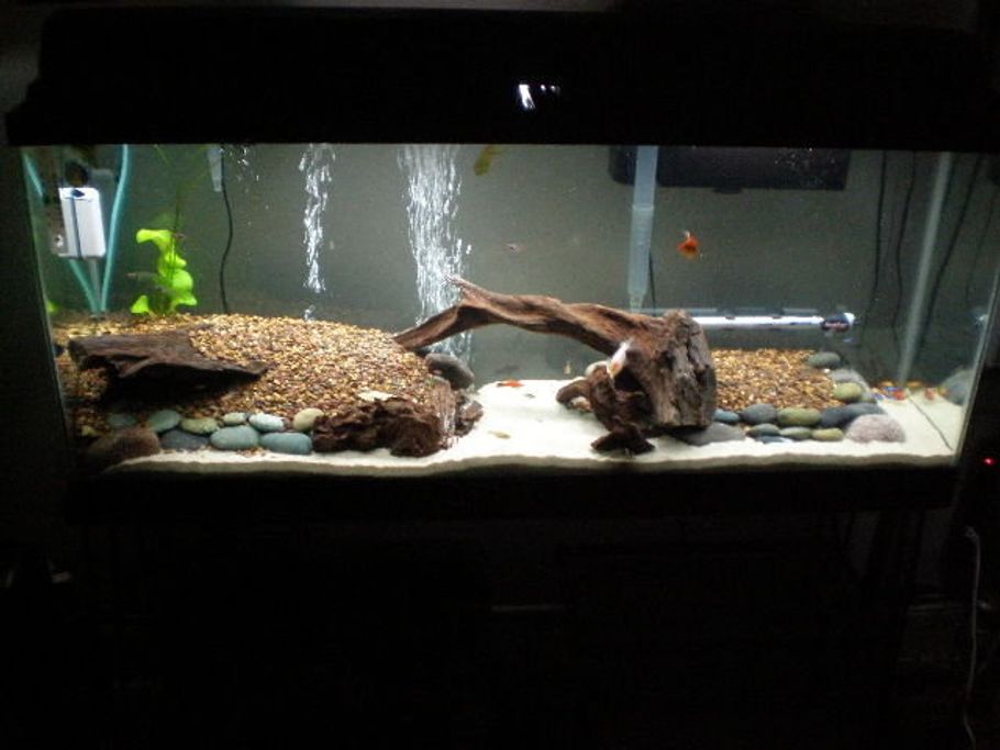 different types of freshwater aquarium fish